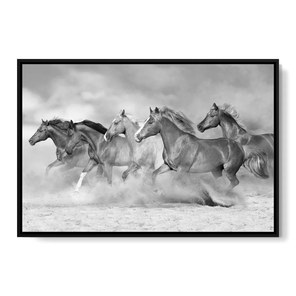 Black & White Horses Herd