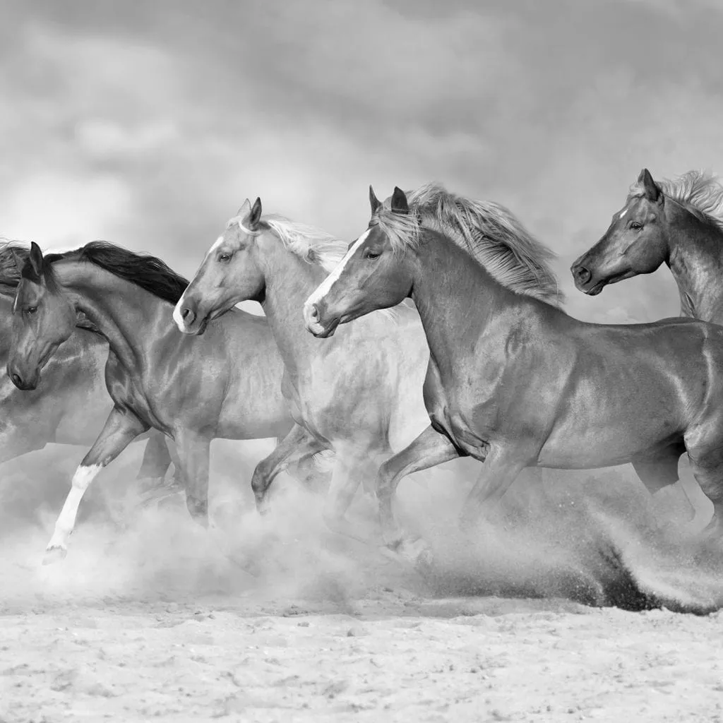 Black & White Horses Herd