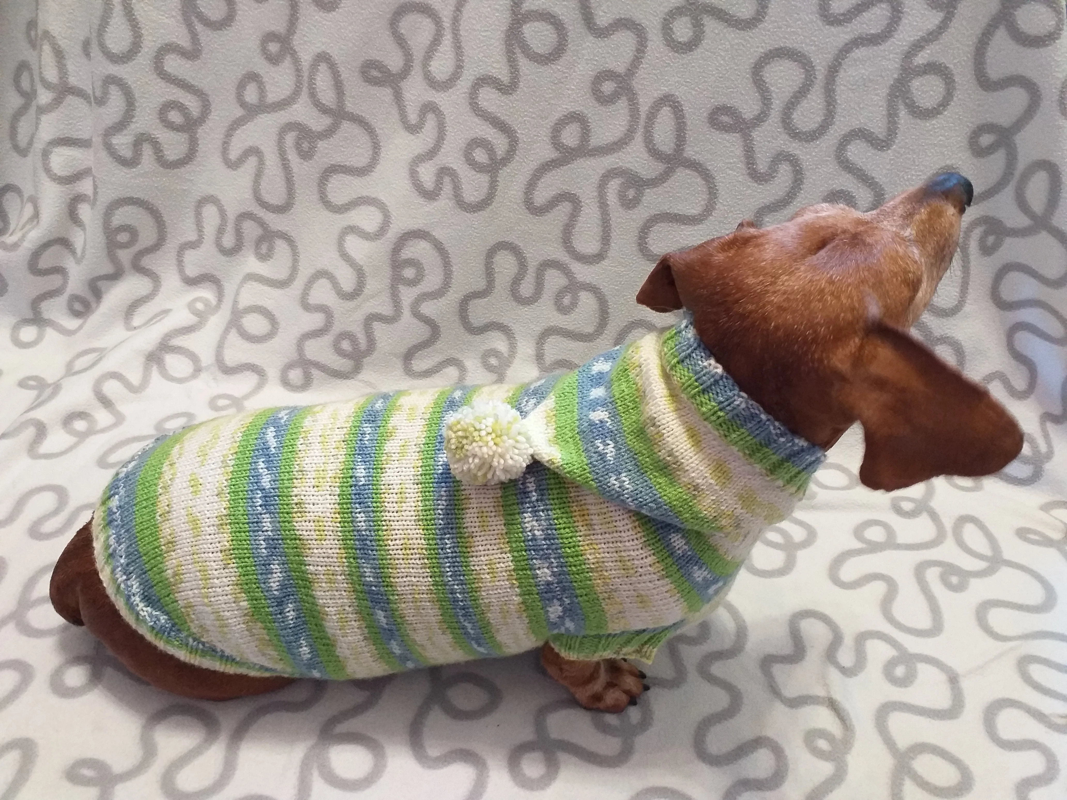 Clothing for dachshund or small dog with sweater with hoodie