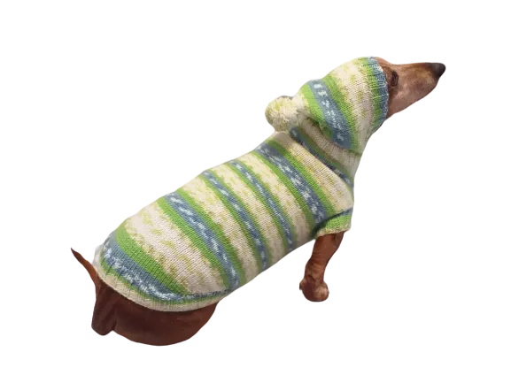 Clothing for dachshund or small dog with sweater with hoodie