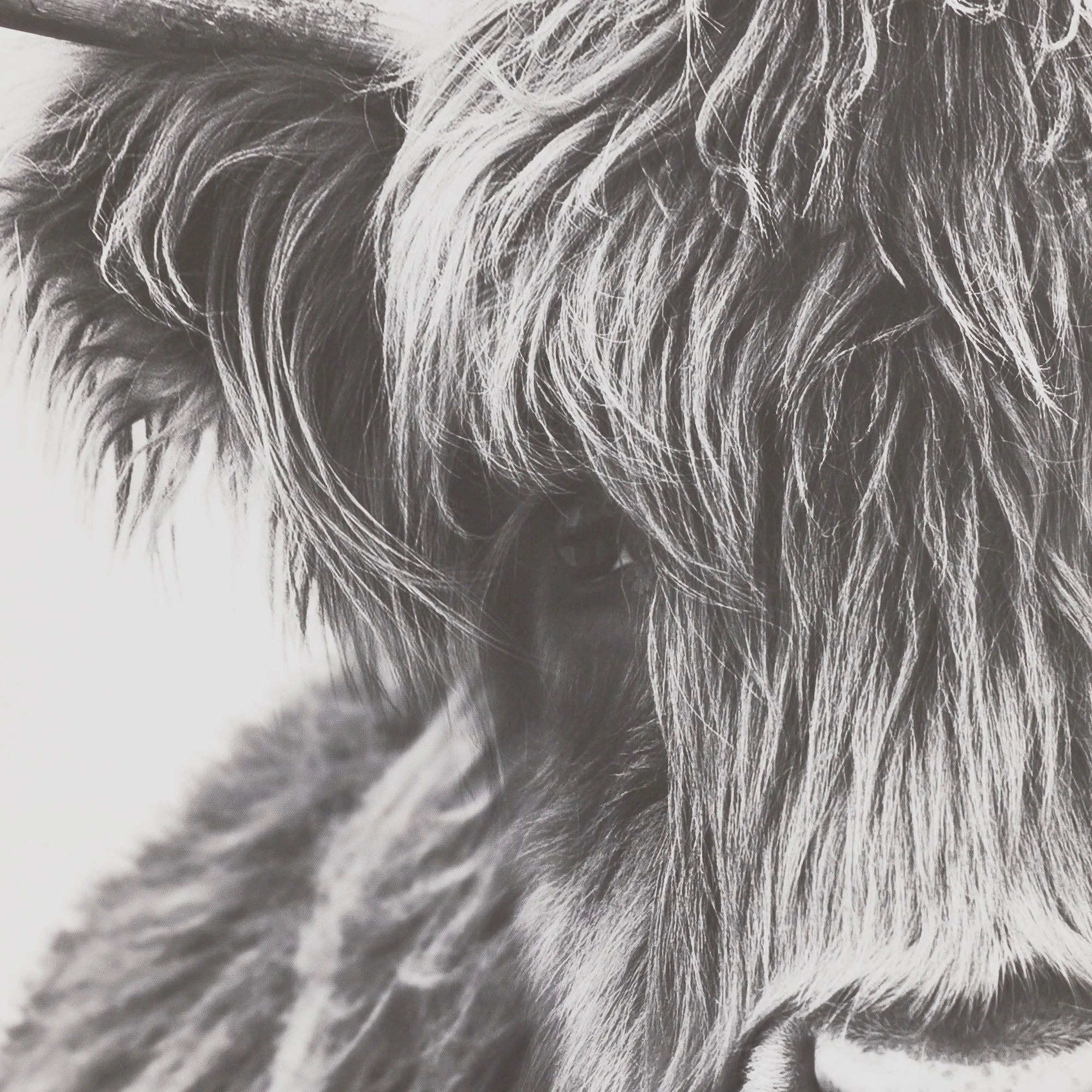 Highland Cow Printed Artwork